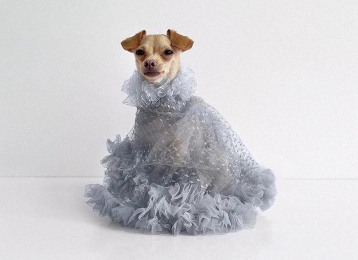 还在自嘲单身狗？快醒一醒！看看汪星人都拥有LV限量款了