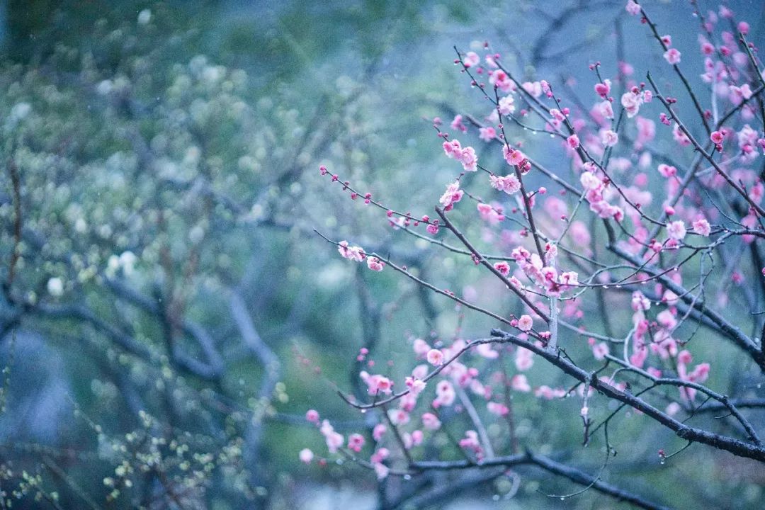 江南三大梅园,杭州江南三大梅花