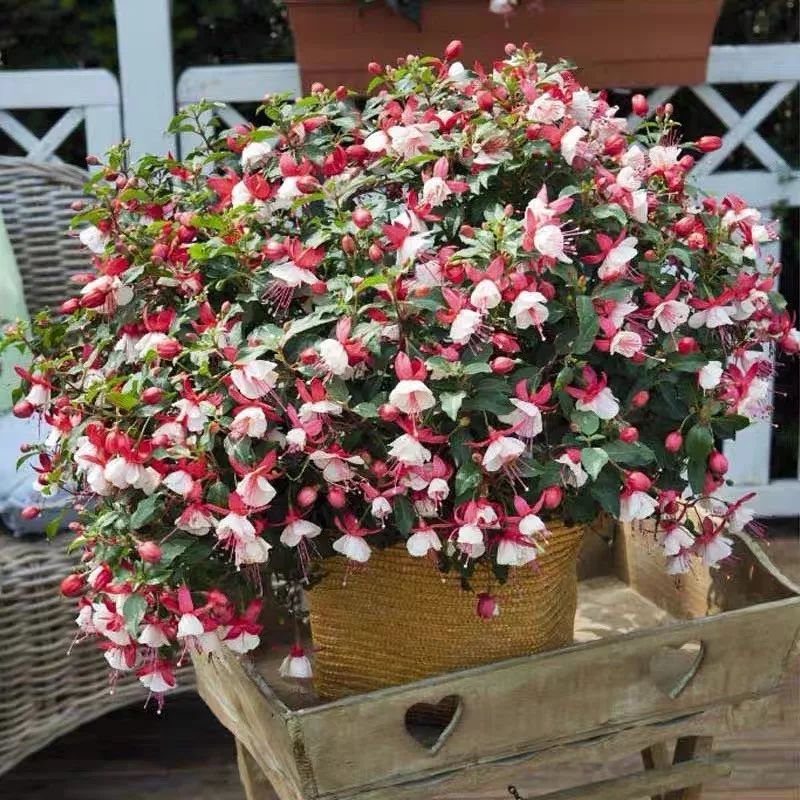 高级好看易养的花卉,最漂亮最迷人的大丽花图片