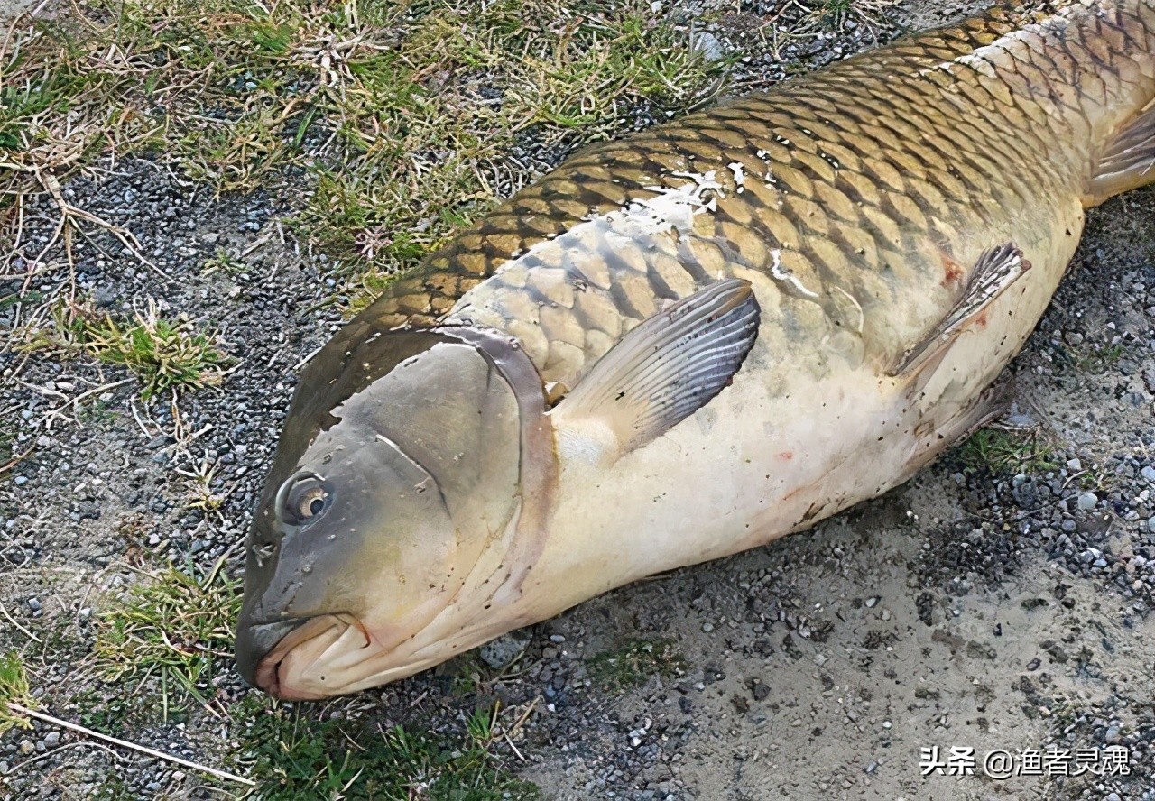 野钓鲤鱼小药绝密配方大全,钓鱼技巧钓鲤鱼用什么小药