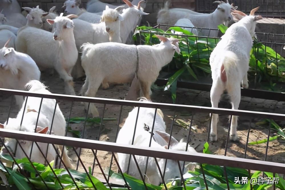 增润草种植技术,增润草在山东可以种吗