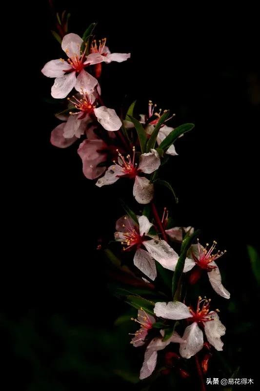 疆果新疆特产薄皮核桃,新疆的扁桃优良品种有