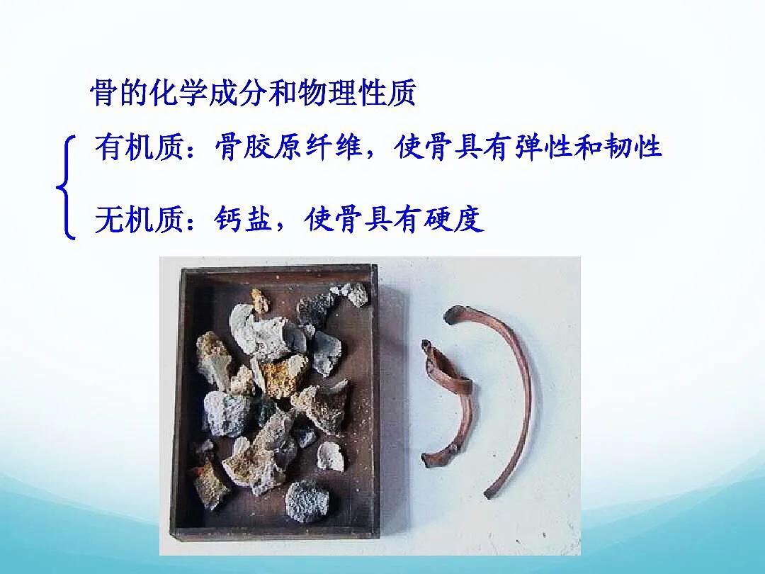 成人骨骼数量是多少,骨骼识别智能分析