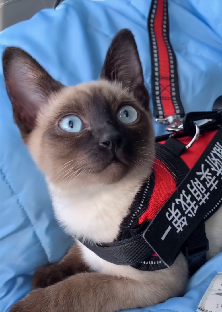 10种最便宜的猫,夏尔特猫市场价