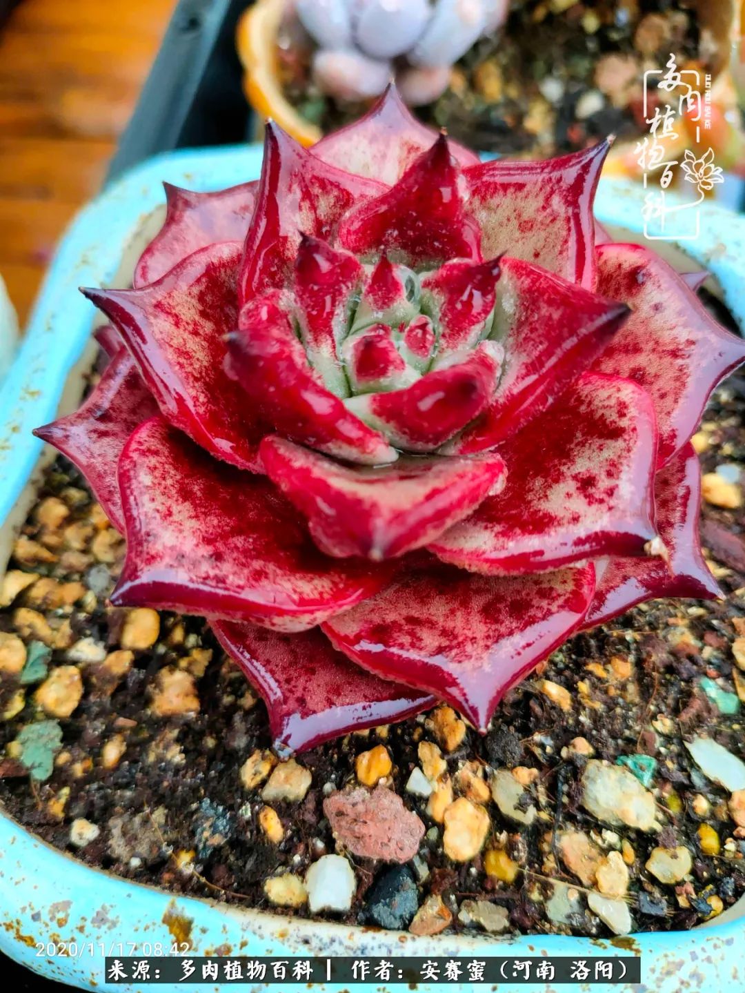 现在是多肉最美的季节,多肉最美的季节来啦