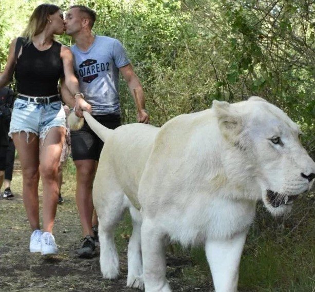 前巴萨天才与女友假期溜狮子两人在狮子身后接吻你敢吗？