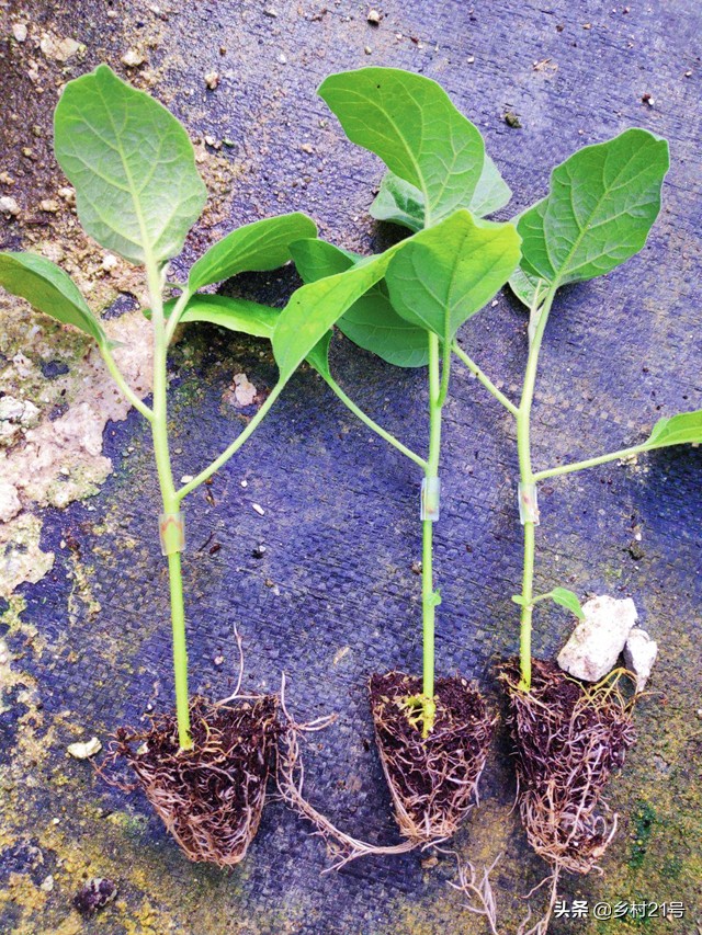 茄子徒长可以通过摘叶控制吗 (茄子徒长原因及防治措施)