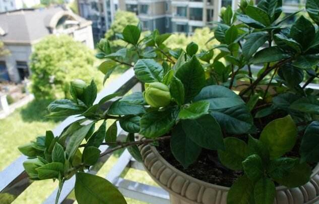 栀子花怎么养不黄叶叶子绿油油,栀子花黄叶的原因及处理方法图片