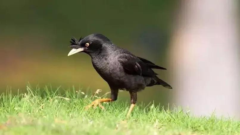 八哥长途运输过来要注意什么,八哥的喂养方法和注意事项