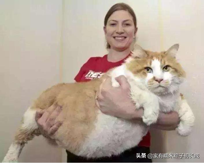 如何对付怀孕母猫,如何化解老婆和家人矛盾