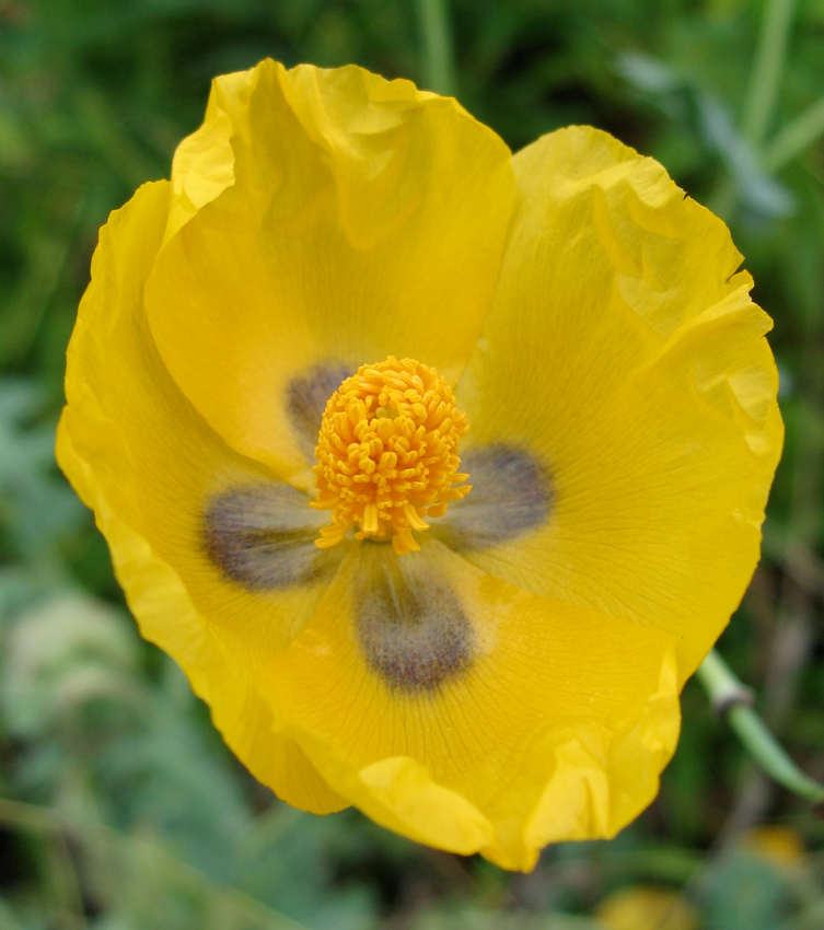 生日鲜花用哪几种花,代表友谊长存和生日快乐花语的花