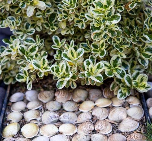 花园怎么布局才会有层次感,露台花园如何分休闲区和种花区