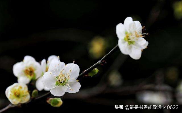 描写杏花的诗句大全,杏花疏影古诗100首