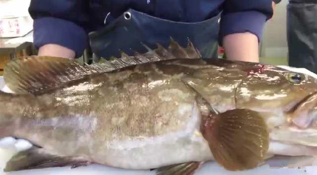 月薪三万顶级厨师,日本顶级厨师处理三文鱼