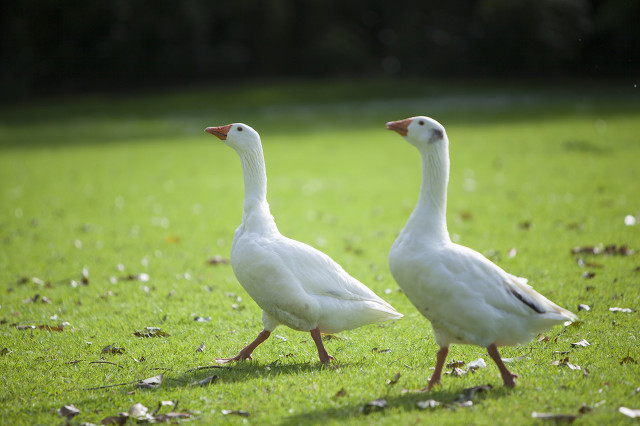 睡眠不足更容易变傻,睡眠不足容易早醒
