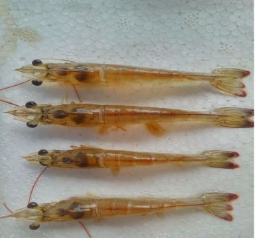 对虾病毒防控技术,对虾病毒如何防治