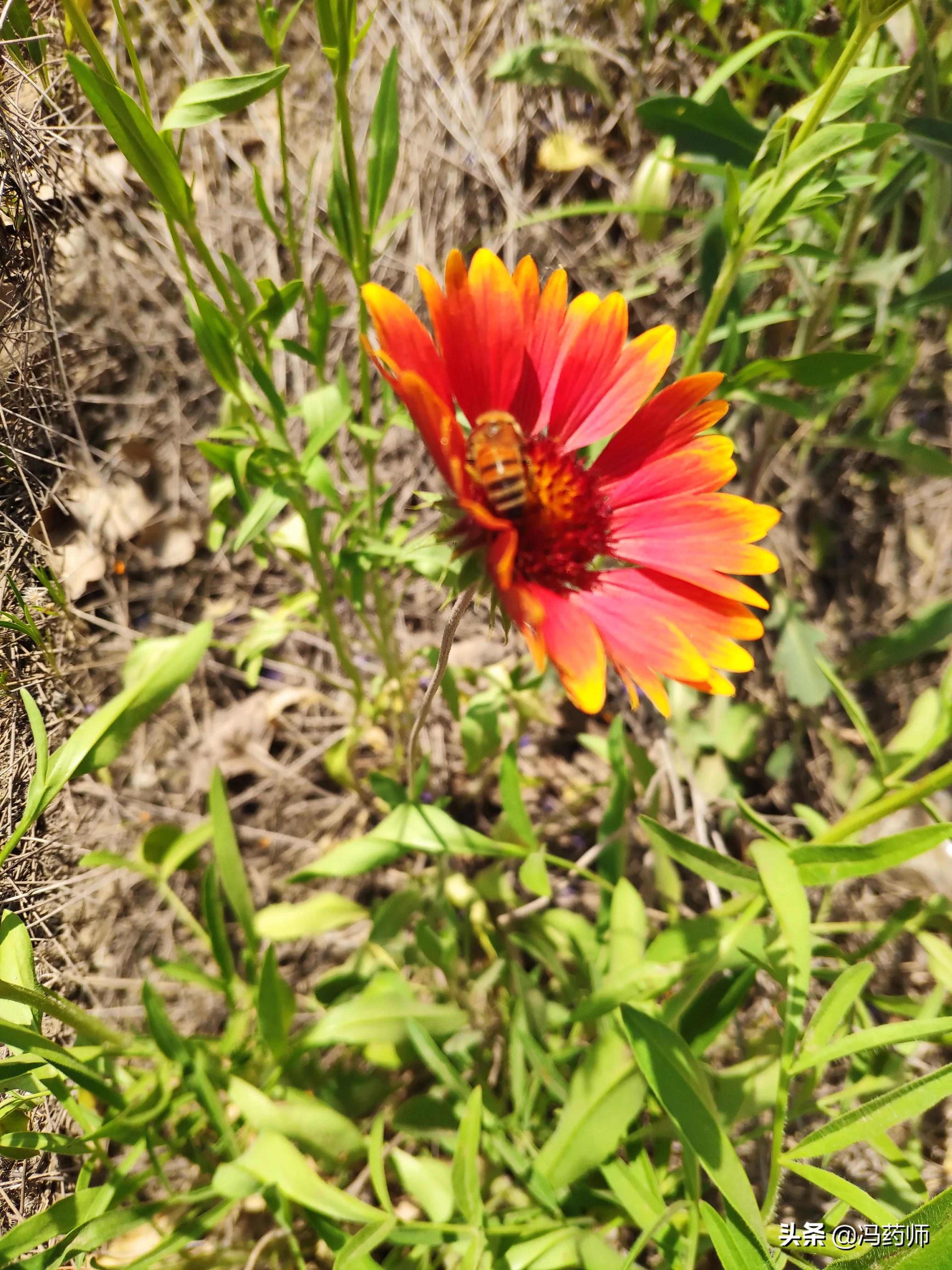 打鼾的联合用药方案,包含中药