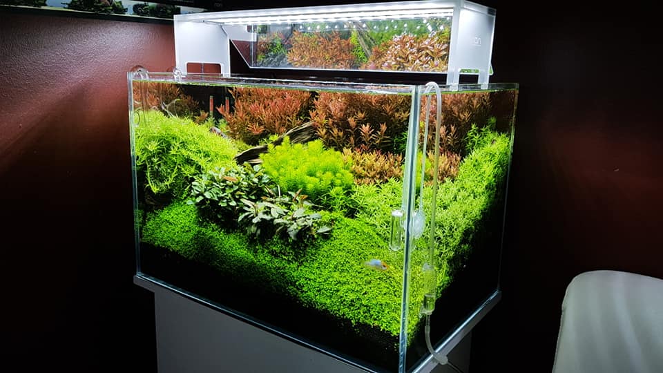 如何让鱼缸自己建立硝化系统,新手鱼缸怎么快速建立硝化系统