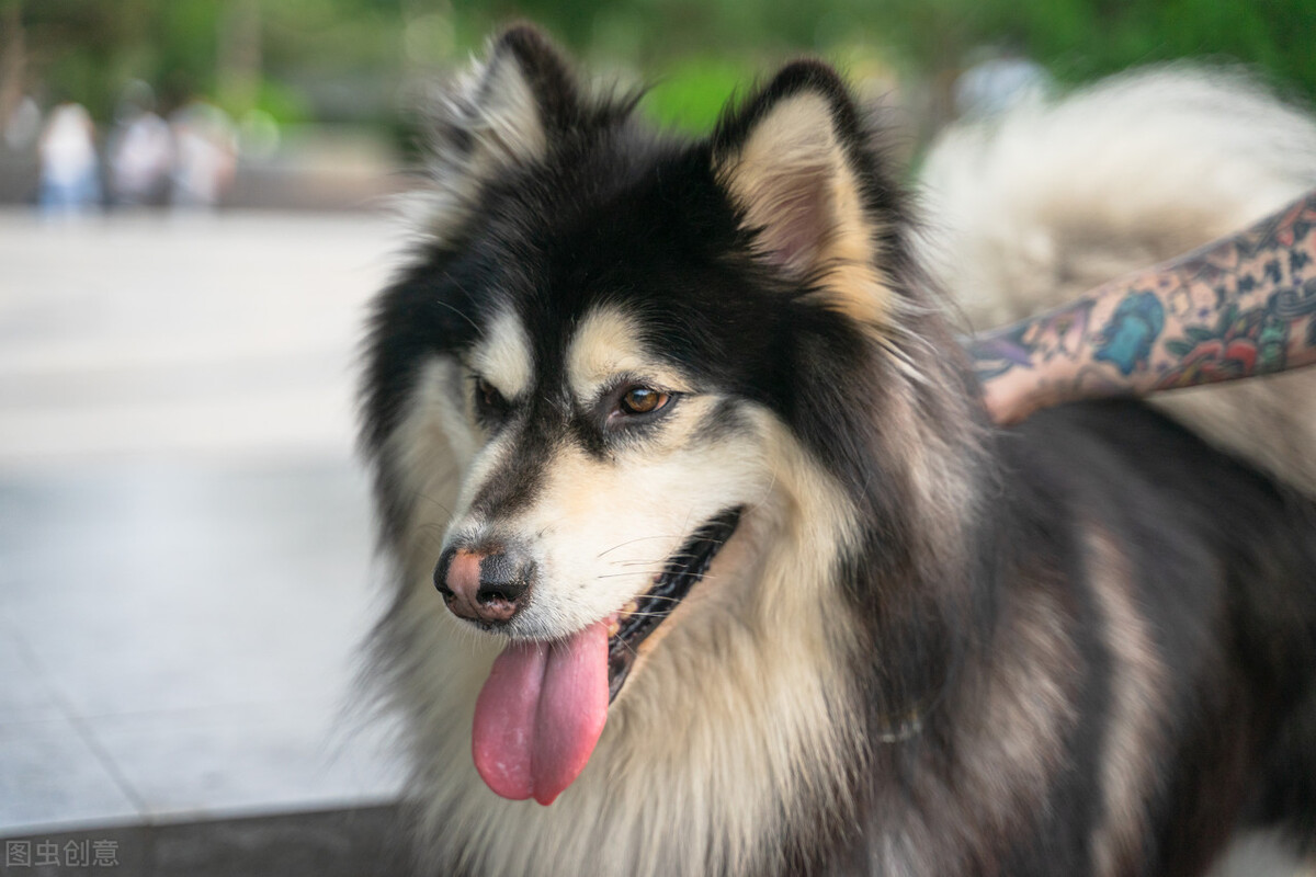 阿拉斯加雪橇犬的优点和缺点,阿拉斯加雪橇犬该怎么养