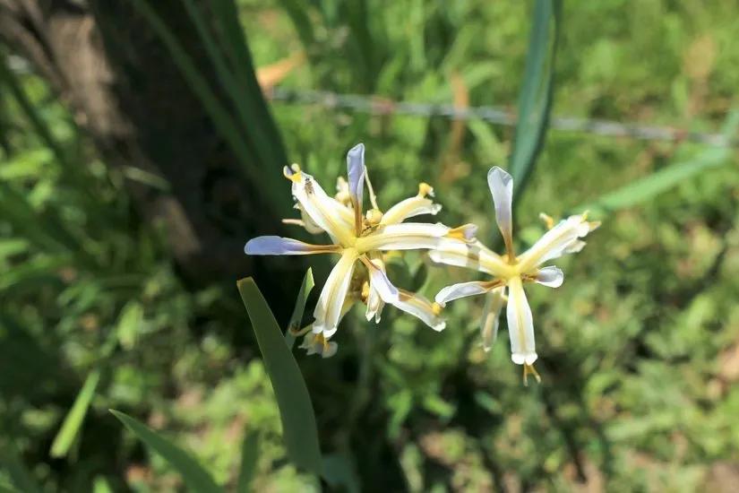 喀拉峻穿越琼库什台几天,喀拉峻穿越琼库什台