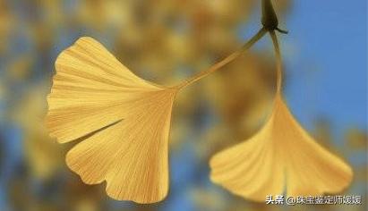 宝格丽珠宝都有哪些系列,宝格丽七夕情人节限量项链