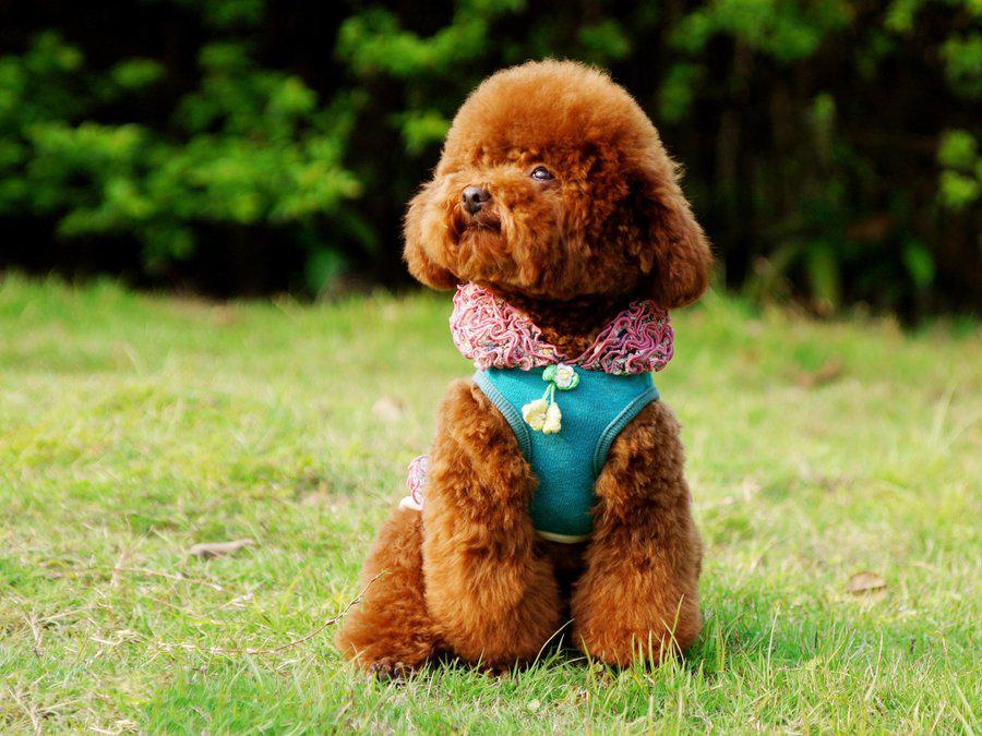 养狗狗是养博美好还是养泰迪好,为什么养狗的人讨厌泰迪