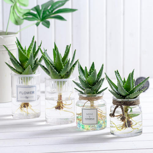 小芦荟怎么修剪可以让它长得更大,芦荟怎么修剪才能长得更大