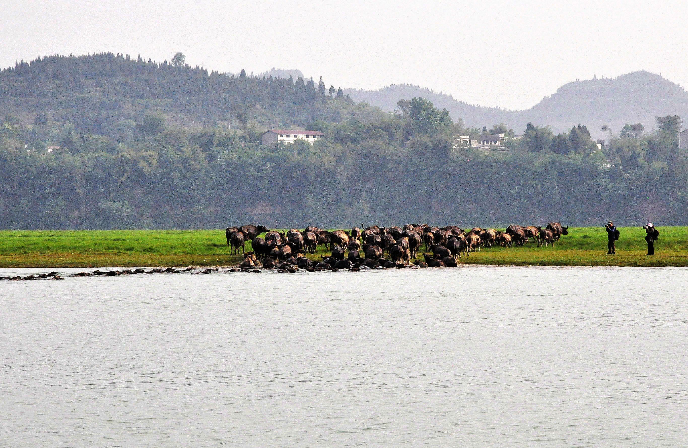 凤求凰卓文君完整视频,凤求凰卓文君古诗文