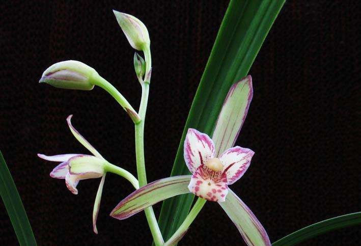 建兰锦旗花芽到开花需要多久,建兰开花可以持续多久