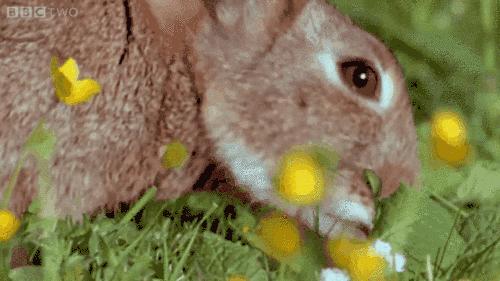 兔兔那么可爱为什么要吃兔兔呢,兔兔这么可爱为什么要吃兔兔