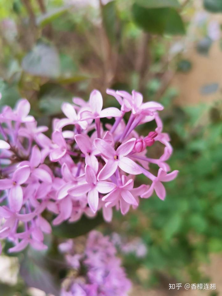 在大连的感受和生活,在大连生活怎么样