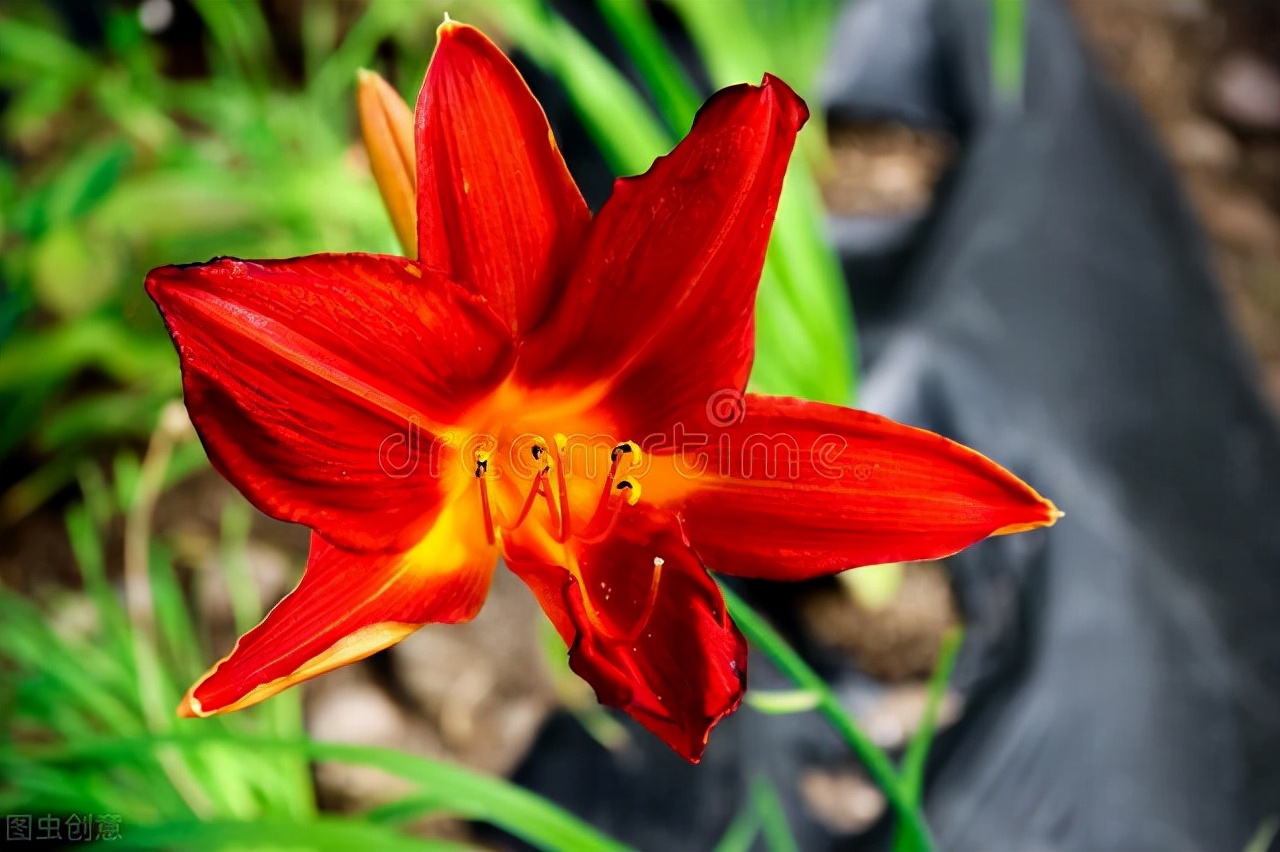 11种带花的菜,111种美食