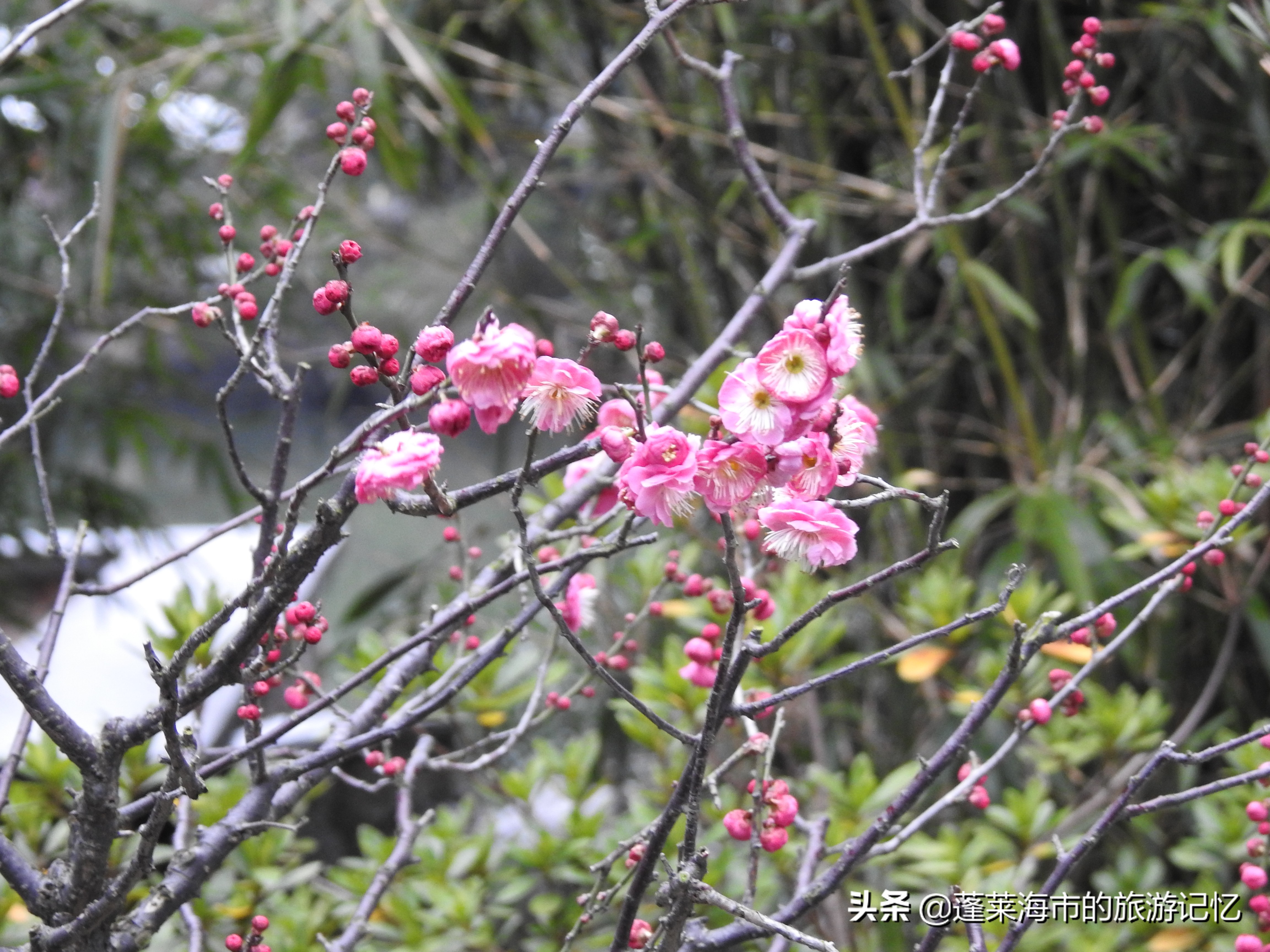 无锡蠡园得名,无锡蠡湖园