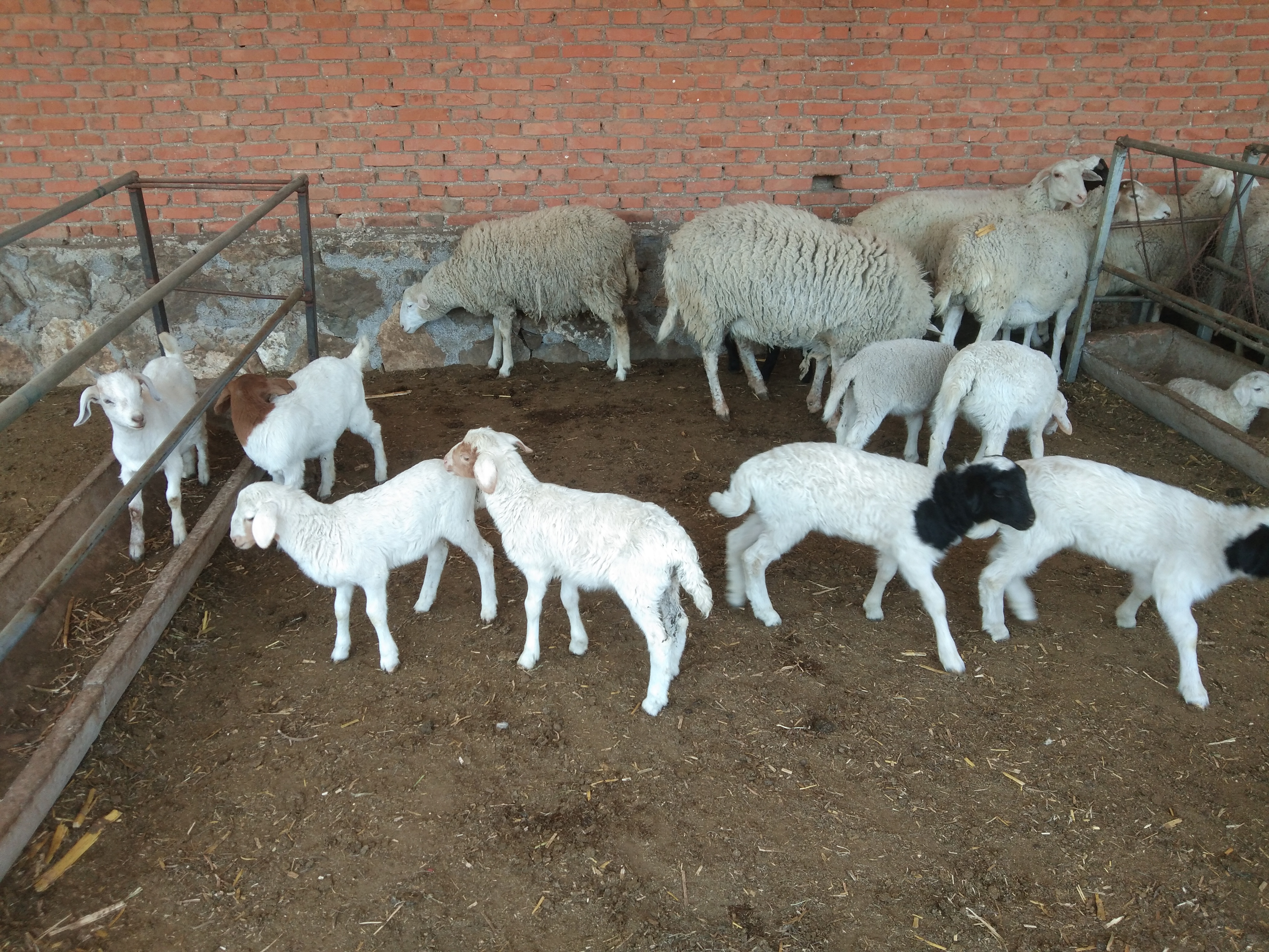 如何通过卖羊赚钱,买卖羊的交易有没有利润