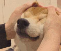 纯种狗怎么来的,怎样培育纯种狗