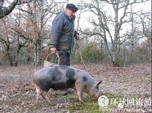 地道美味松露,世界三大美食松露是什么