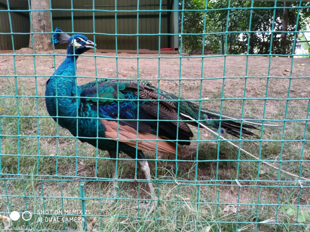 西双版纳希尔顿逸林酒店,西双版纳度假酒店3晚