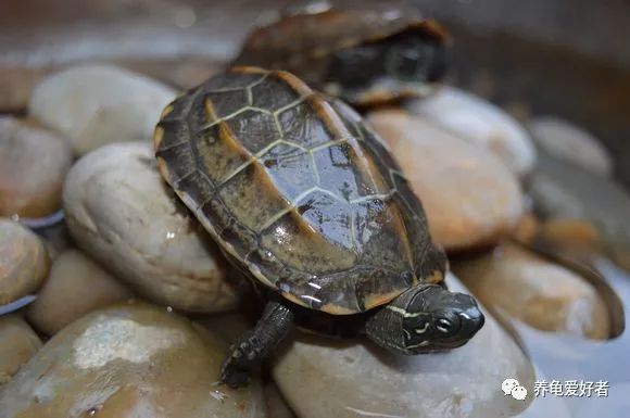 春节之前，给那些不养龟的朋友们科普一下