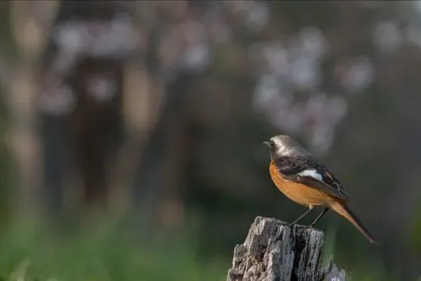 拍鸟平民镜头,业余爱好拍鸟装备