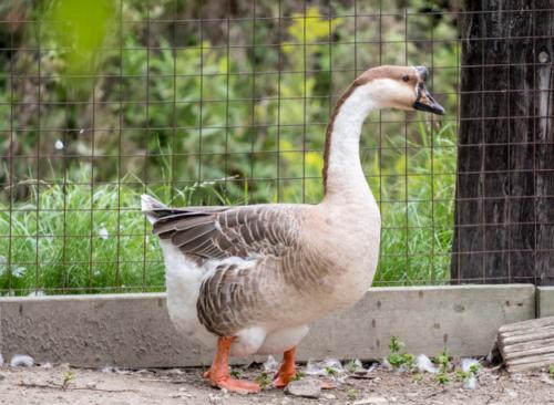 黄皮子附体的样子,黄皮子附体知乎后续