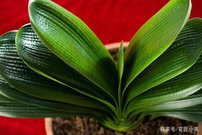 君子兰如何才能养得更茂盛,君子兰怎么养才能长直