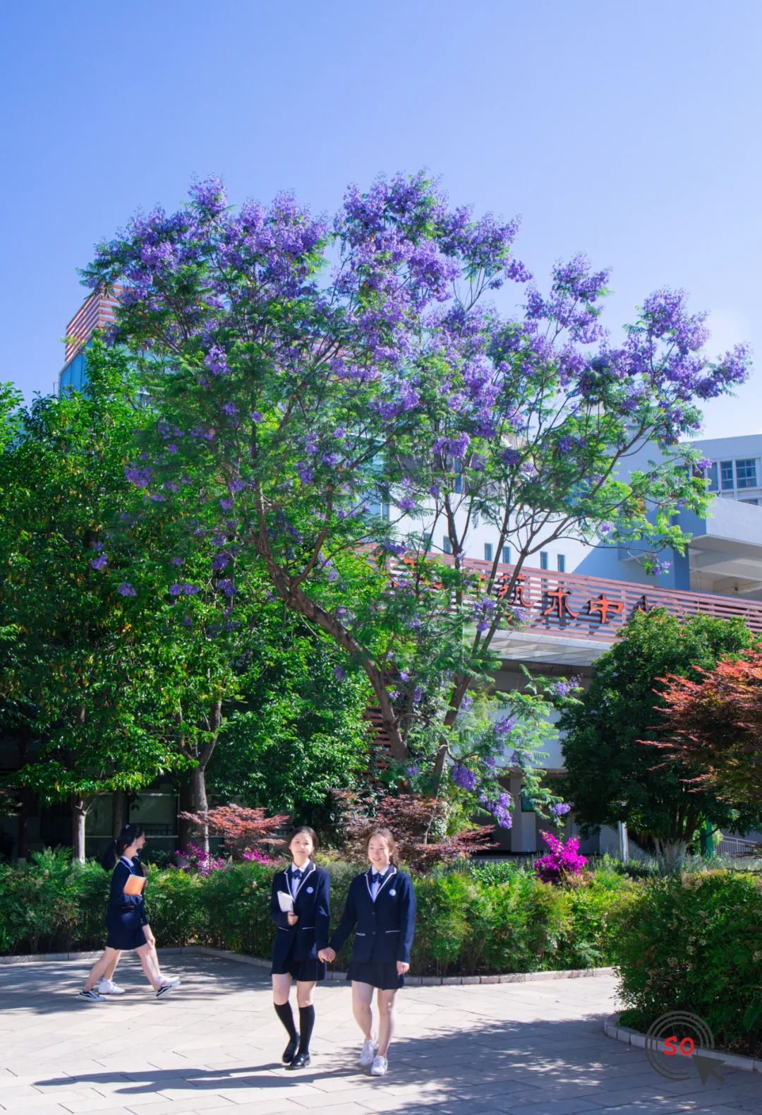 校园|遇见.初夏属于十中的紫色烂漫
