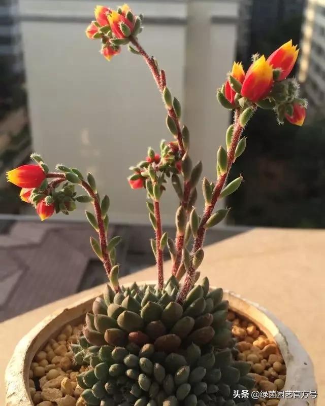 多肉开花怎么办呢,多肉开花的原因和解决方法