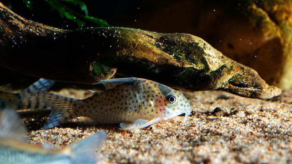 养鼠经验总结,鼠鱼的养殖方法和注意事项