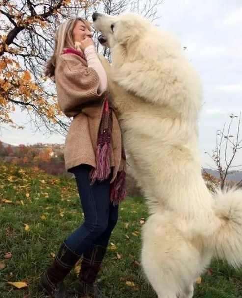 最温顺的獒犬,比藏獒还要凶猛的10种大型獒犬