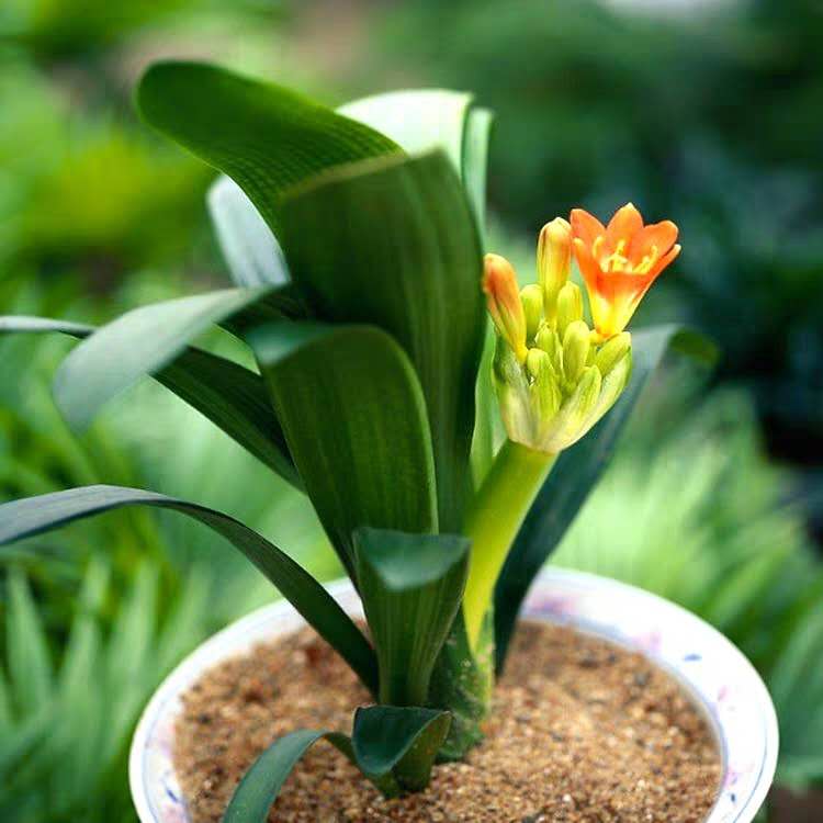 君子兰怎么样养一年多次开花,君子兰需要养几年才开花