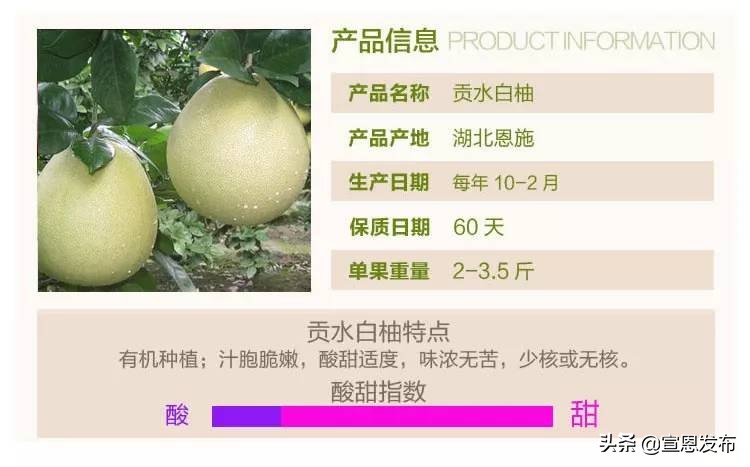 宣恩贡水柚直播间,宣恩贡水白柚苗