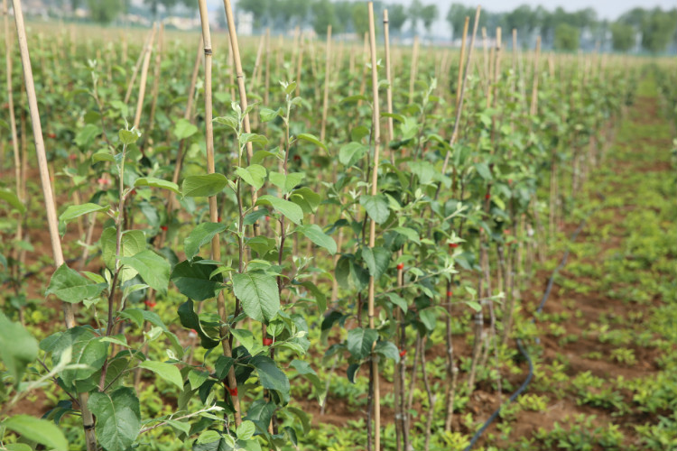 苹果树矮化栽培技术视频讲解,苹果树矮化技术