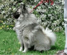 每日一犬---荷兰毛狮犬