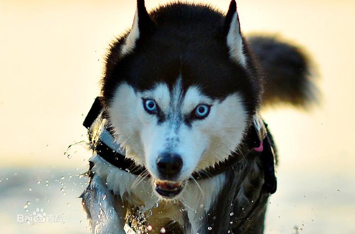 宠物狗小型犬品种排名大全及图片,性格温顺的小型犬有哪些